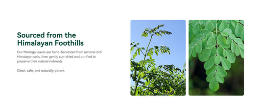🌿Why is this super leaf so popular in the health industry - Moringa leaf